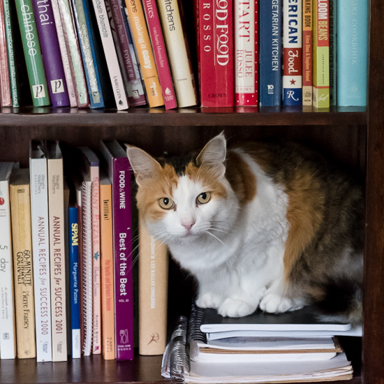 Kitty cat on bookcase