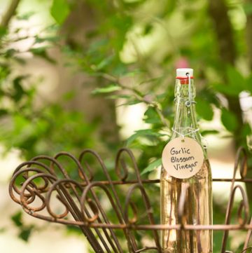 Garlic or Chive Blossom Vinegar