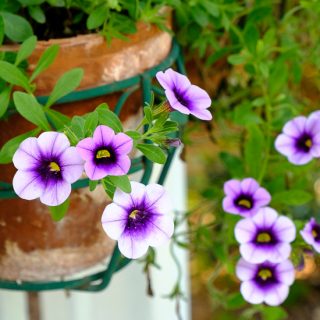 Million Bells (Calibrachoa)