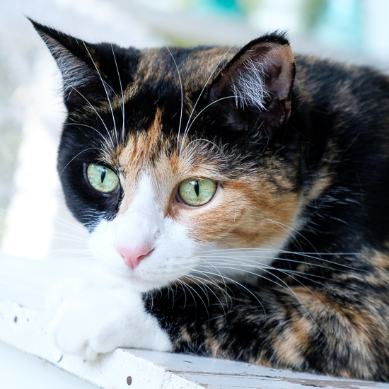 Luxie cat on the porch