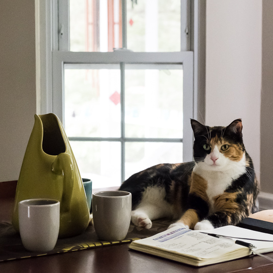 Luxie cat on the table