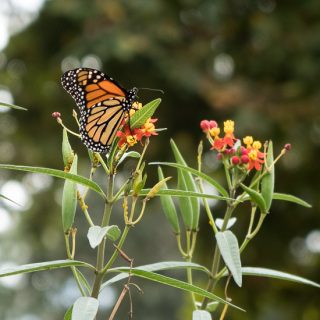 Monarch butterfly on butterfly weed