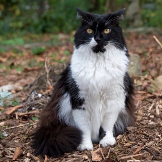 Tuxedo cat