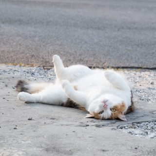 Calico cat on driveway