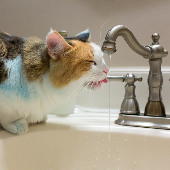 cat drinking out of faucet