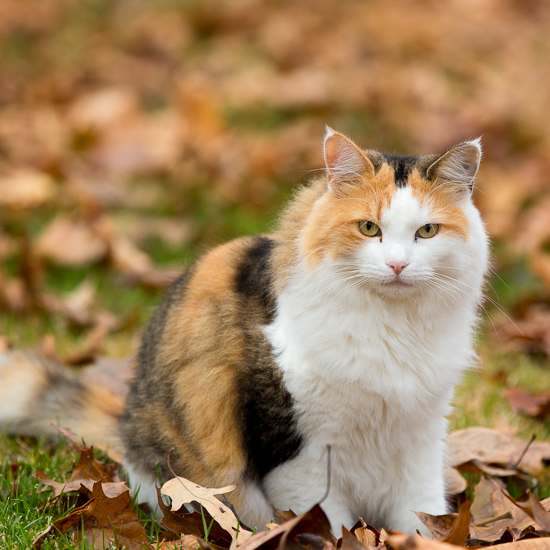 Calico cat in fall leaves