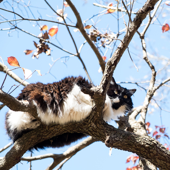 Tuxedo cat in a tree