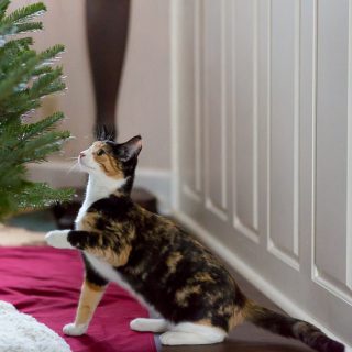 Calico cat and Christmas Tree