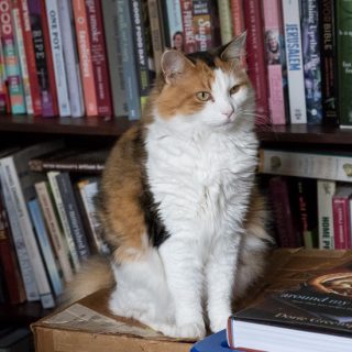 Calico cat and bookcase