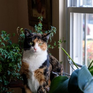 Luxie and the orchids