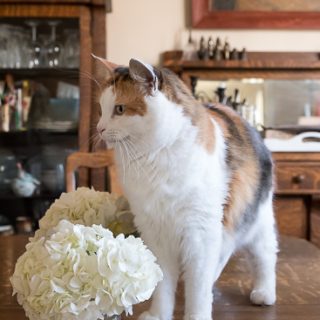 Calico cat with hydrangea flowers