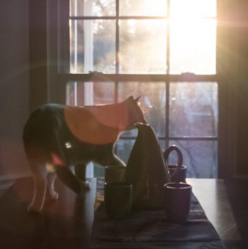 Cat at window with sunrise