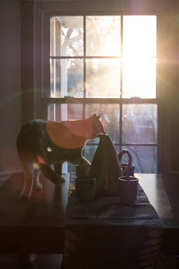 Cat at window with sunrise