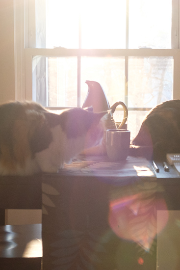 Cats in the morning