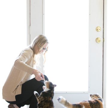 Kitties eating Fancy Feast