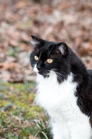 Tuxedo cat