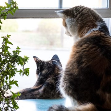Cats looking out a window