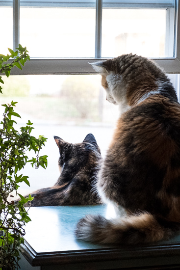 Cats looking out a window