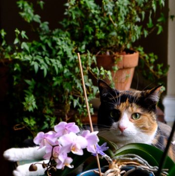 Kitty among the orchids
