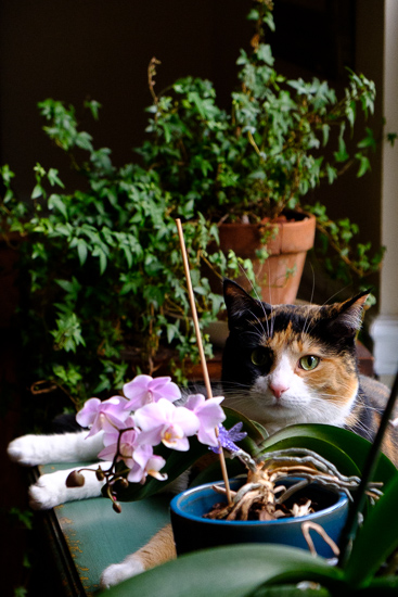 Kitty among the orchids