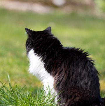 Tuxedo cat in the garden