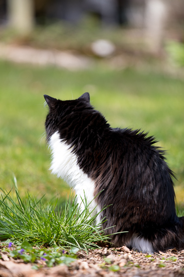 Tuxedo cat in the garden