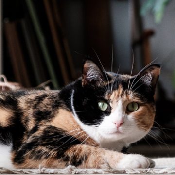 Calico cat