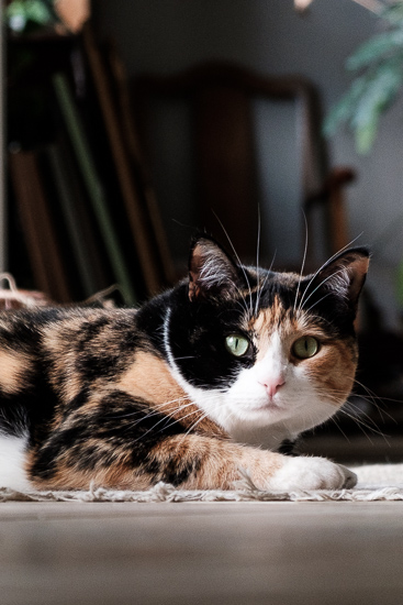 Calico cat