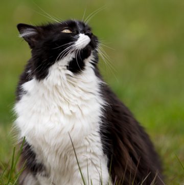 Tuxedo cat looking up