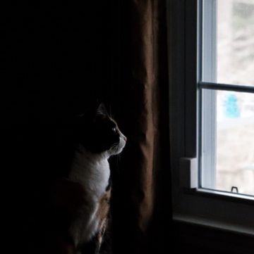 Calico cat looking out window.