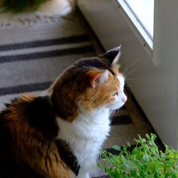 Calico cat looking out the door.