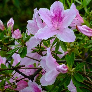 Bubblegum Rhododendron