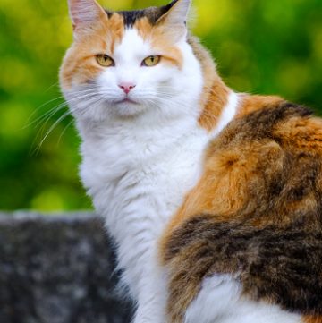 Calico cat
