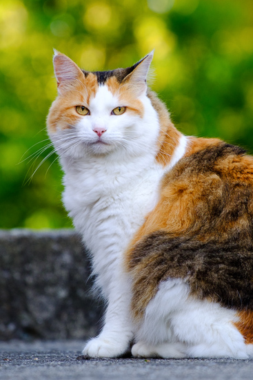 Calico cat