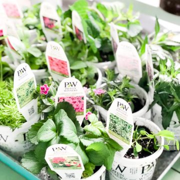 Proven Winners Plants