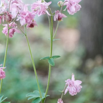 Columbine