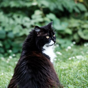 Tuxedo cat garden