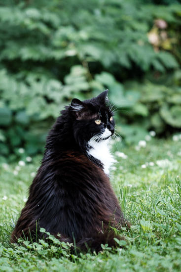 Tuxedo cat garden