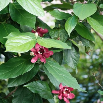 Calycanthus (Sweetshrub)