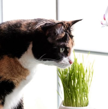 Growing Cat Grass indoors