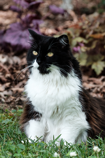 Black and White Cat