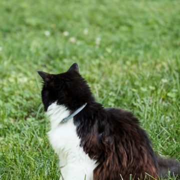 cat wearing a Seresto Flea collar