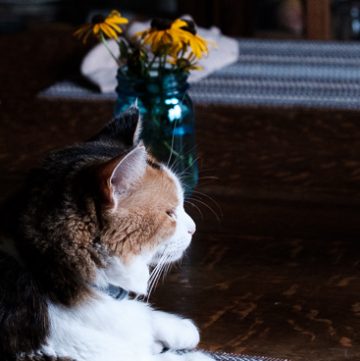 Coco kitty on placemat