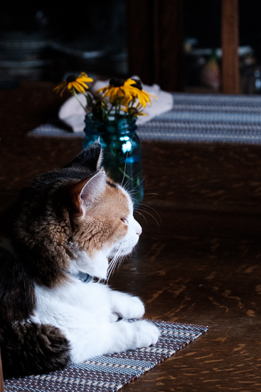 Coco kitty on placemat