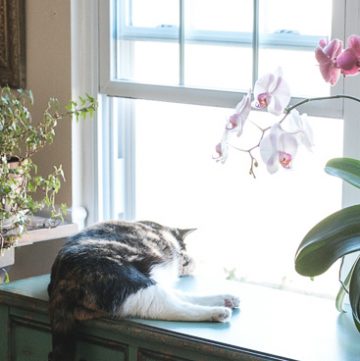 Calico cat in front of the window