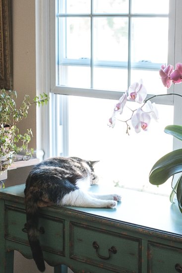 Calico cat in front of the window