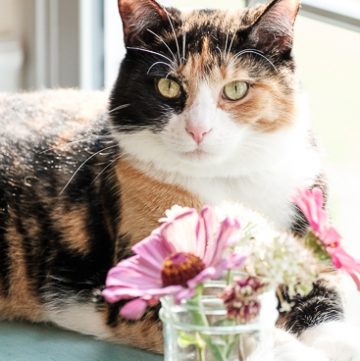 Luxie cat and the zinnias