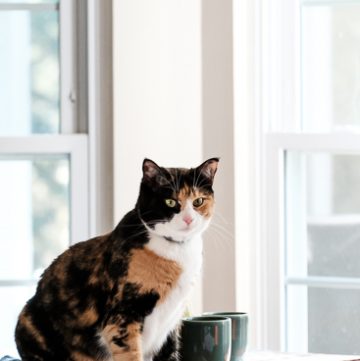 Luxie kitty on table