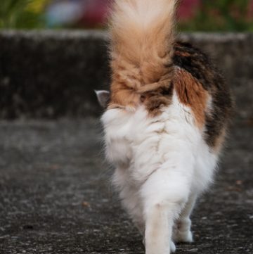 Coco kitty walking away