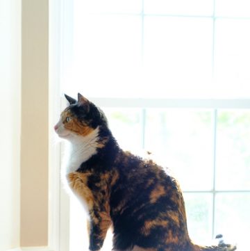 Calico cat looking out window